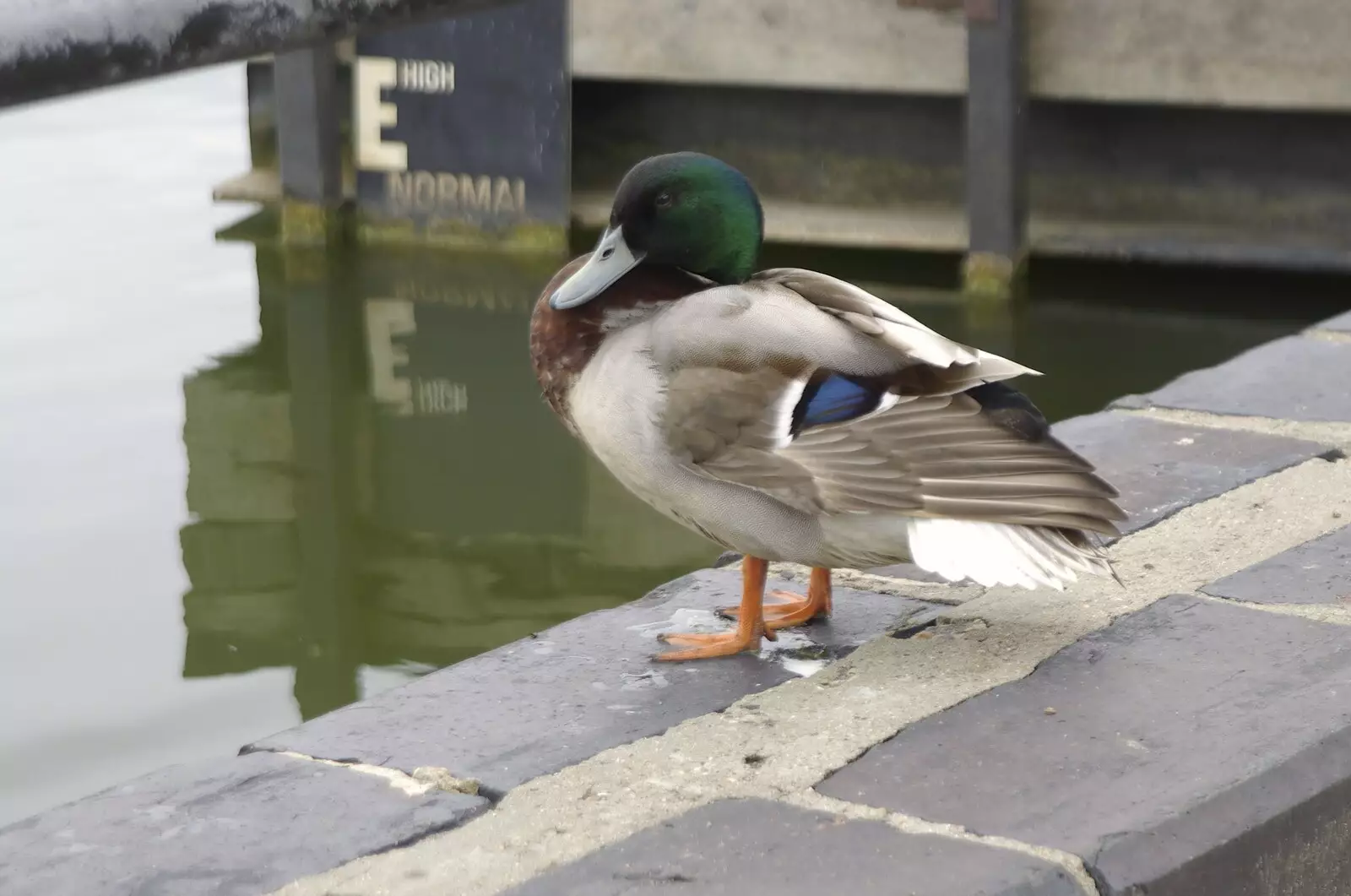 A duck preens its feathers on The Mere in Diss, from Cambridge and Hoxne Beer Festivals, and Mill Road Dereliction - 26th May 2008