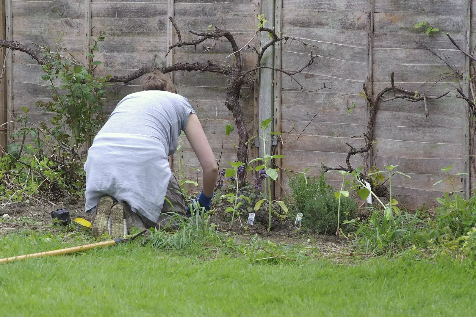 Isobel does some planting, from Cambridge and Hoxne Beer Festivals, and Mill Road Dereliction - 26th May 2008