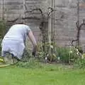 Isobel does some planting, Cambridge and Hoxne Beer Festivals, and Mill Road Dereliction - 26th May 2008