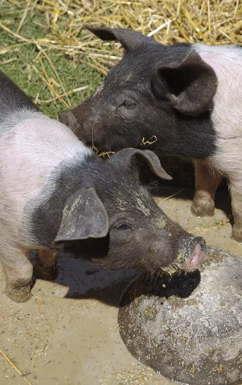 A couple of saddle-back pigs, from A New Bedroom, and The Cambridge County Show, Parker's Piece, Cambridge and Brome - 14th June 2008