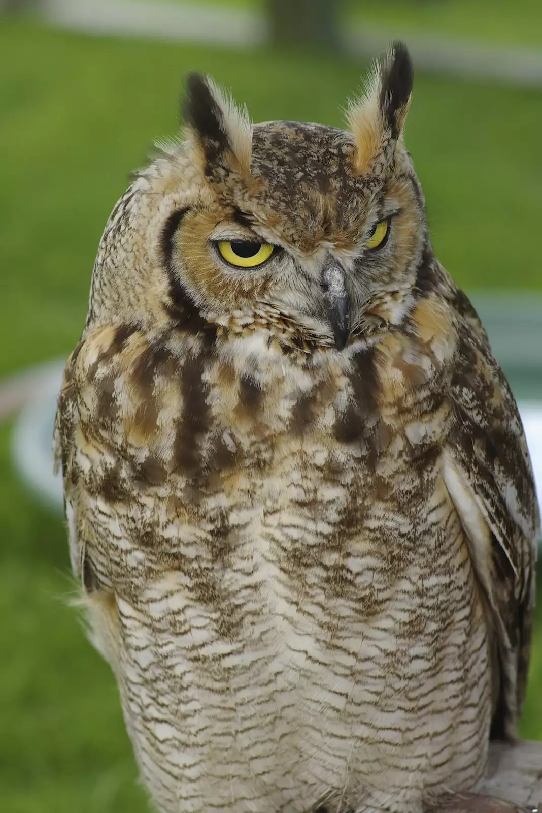 A tufted owl taken on a 23-year-old Vivitar lens, from A New Bedroom, and The Cambridge County Show, Parker's Piece, Cambridge and Brome - 14th June 2008