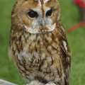 2008 Another owl