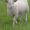 2008 A sheep