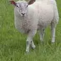 A sheep, Driving a Racing Car, Three Sisters Racetrack, Wigan, Lancashire - 24th June 2008