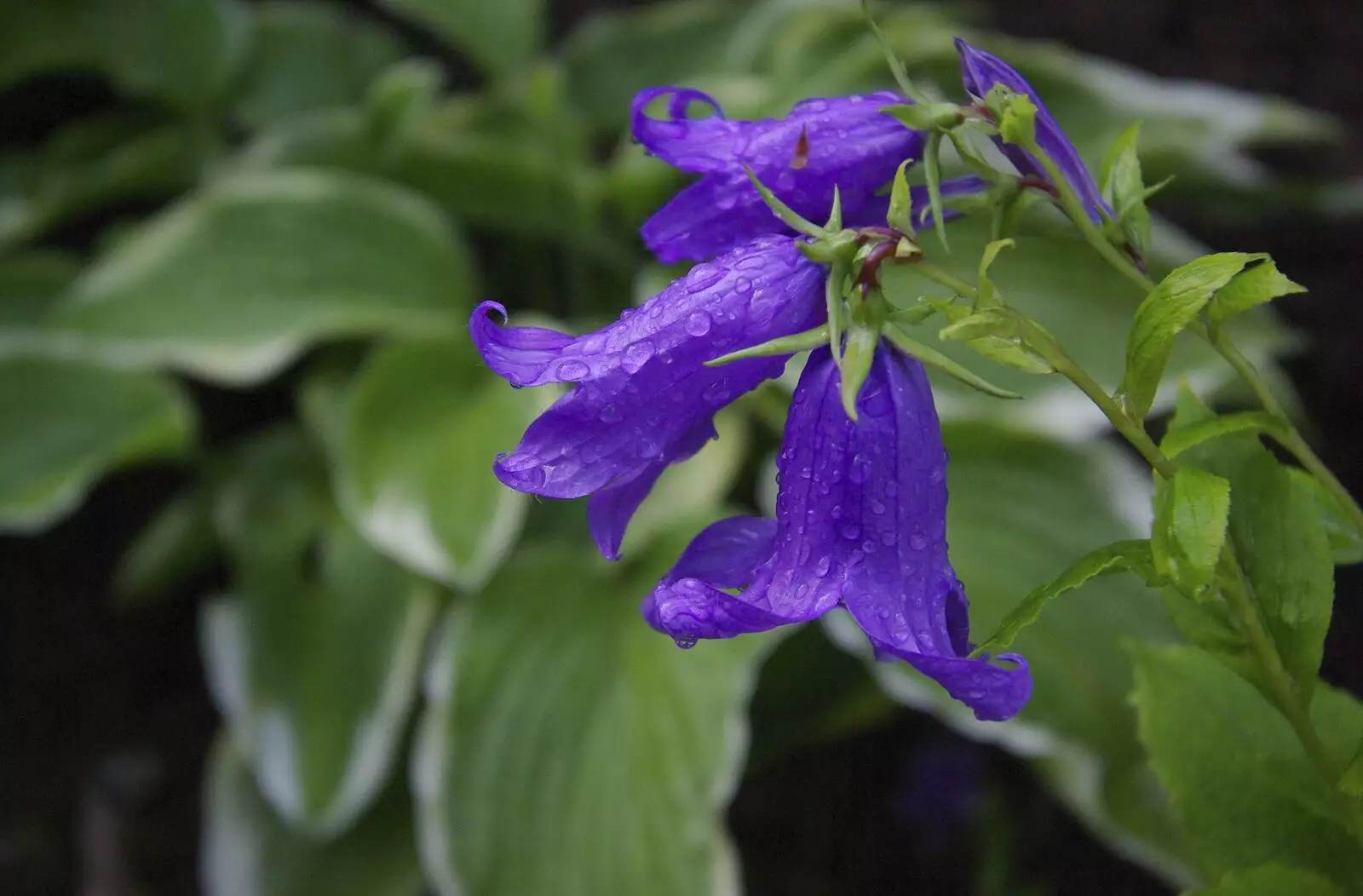 A purpley-blue flower, from Qualcomm at Alton Towers, Staffordshire - 29th June 2008