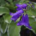A purpley-blue flower