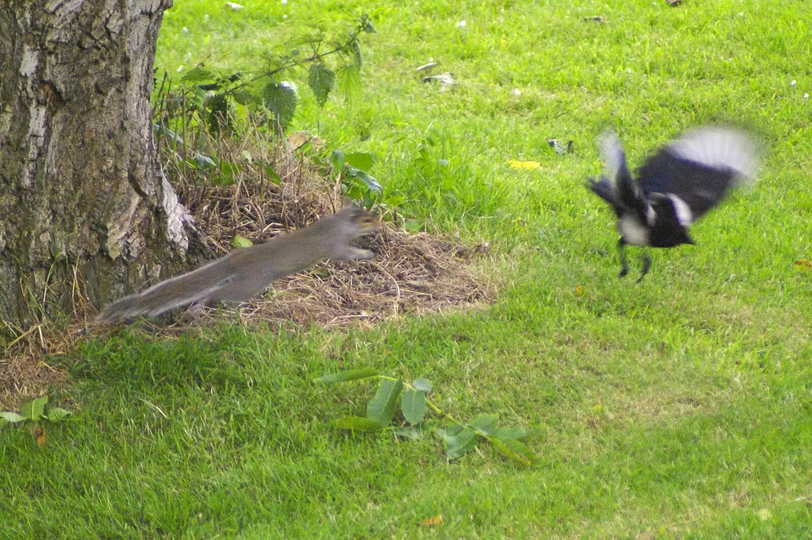 A furry sausage of vengeance takes on a Magpie, from Lucy's Birthday, and the Anti-Tesco Campaign, Mill Road, Cambridge - 7th July 2008