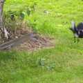 2008 A furry sausage of vengeance takes on a Magpie