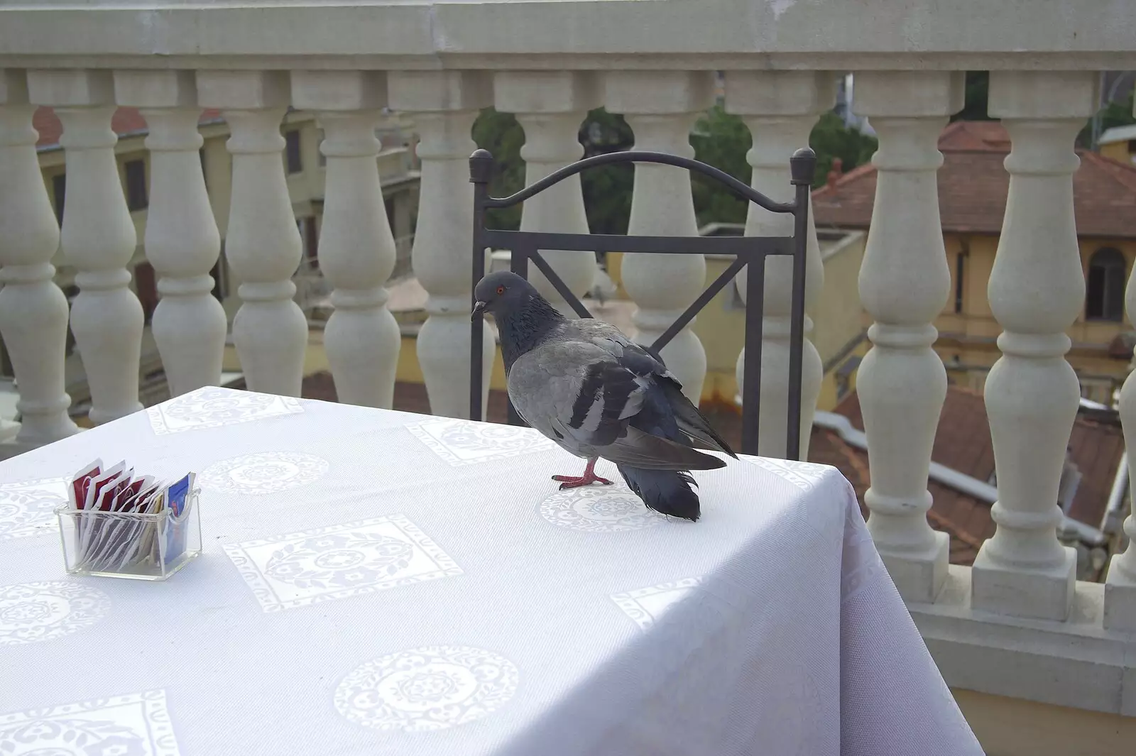 A pigeon visits for breakfast, from A Sojourn in The Eternal City, Rome, Italy - 22nd July 2008