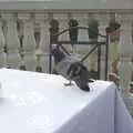 A pigeon visits for breakfast, A Sojourn in The Eternal City, Rome, Italy - 22nd July 2008