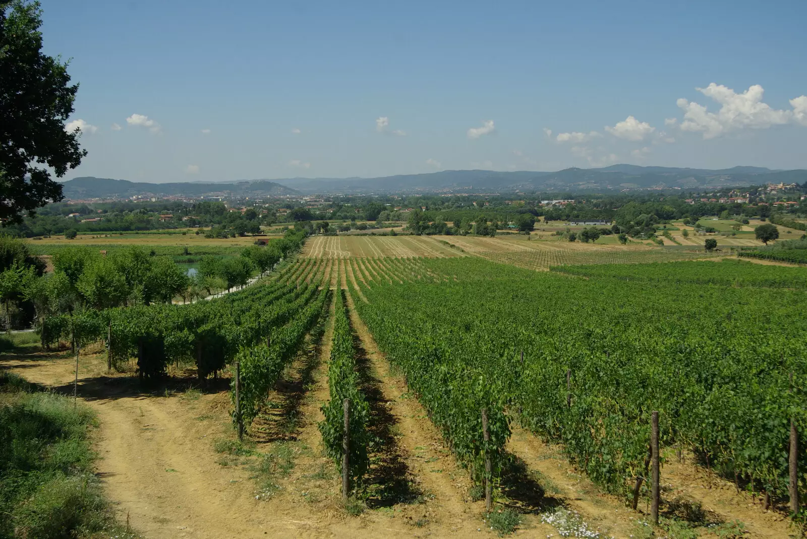 Rows of vines, from Tenuta Il Palazzo in Arezzo, Tuscany, Italy - 22nd July 2008