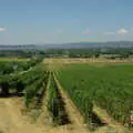 Rows of vines, Tenuta Il Palazzo in Arezzo, Tuscany, Italy - 22nd July 2008