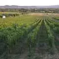 The estate's vineyards, Tenuta Il Palazzo in Arezzo, Tuscany, Italy - 22nd July 2008