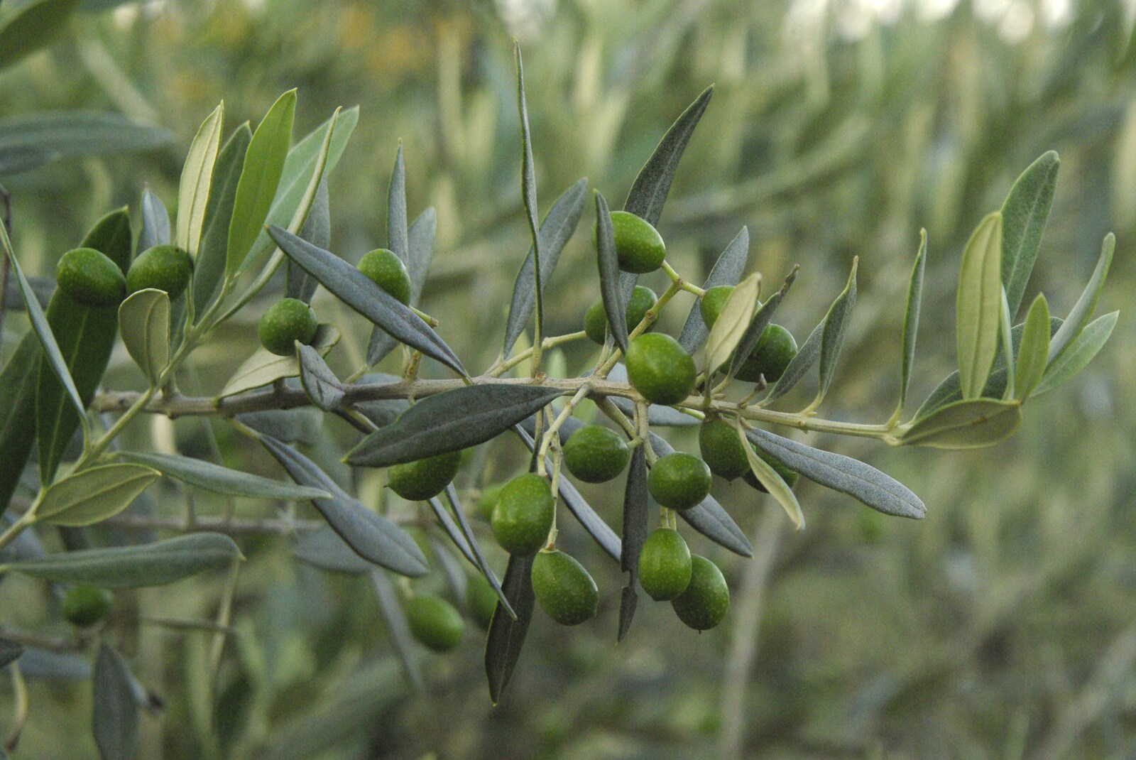 Tenuta Il Palazzo in Arezzo, Tuscany, Italy - 22nd July 2008: Some actual olives on a tree
