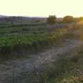 Tenuta Il Palazzo in Arezzo, Tuscany, Italy - 22nd July 2008, Sunset over the vineyards