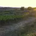 Sunset over the vineyards, Tenuta Il Palazzo in Arezzo, Tuscany, Italy - 22nd July 2008