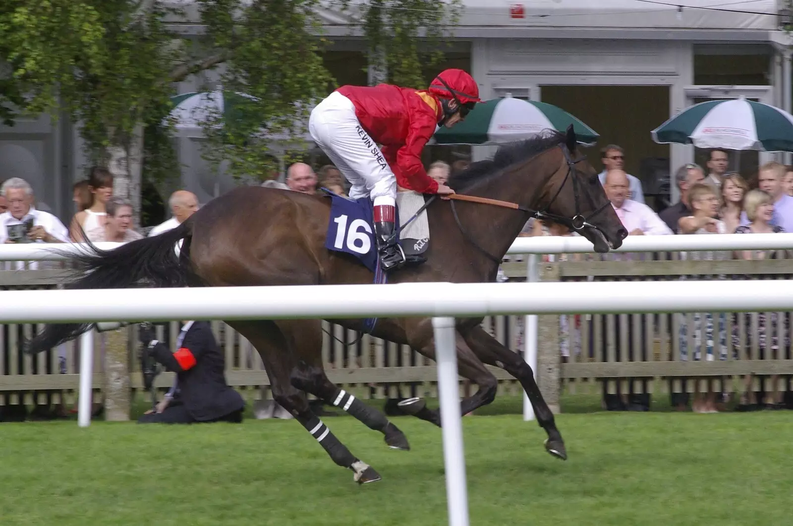 A horse comes in, from A Day At The Races, Newmarket, Suffolk - 23rd August 2008