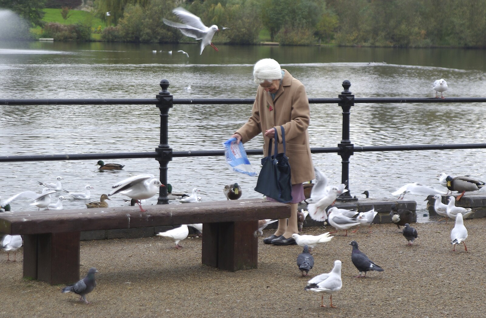 An old woman is mobbed by seagulls as she tries to feed the ducks from Isobel's Birthday and a Café Miscellany, Cambridge and Suffolk - 2nd November 2008