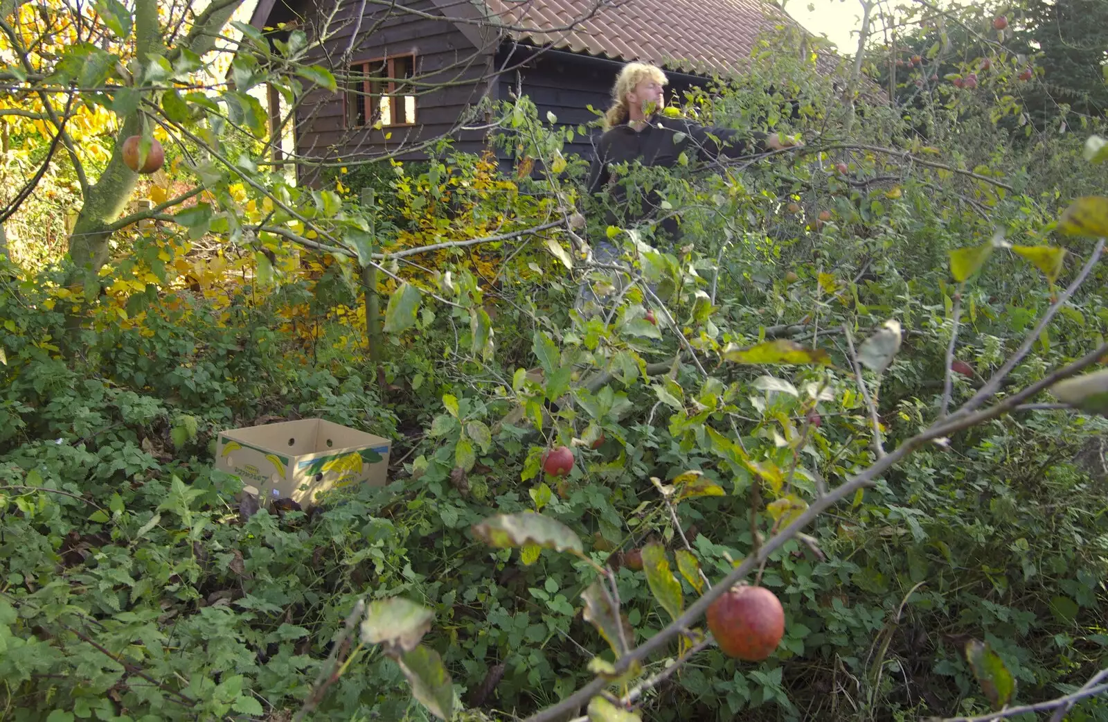 Wavy's in the apple trees, from Bill and Carmen's Post-Wedding Thrash, Yaxley Cherry Tree, Suffolk - 8th November 2008