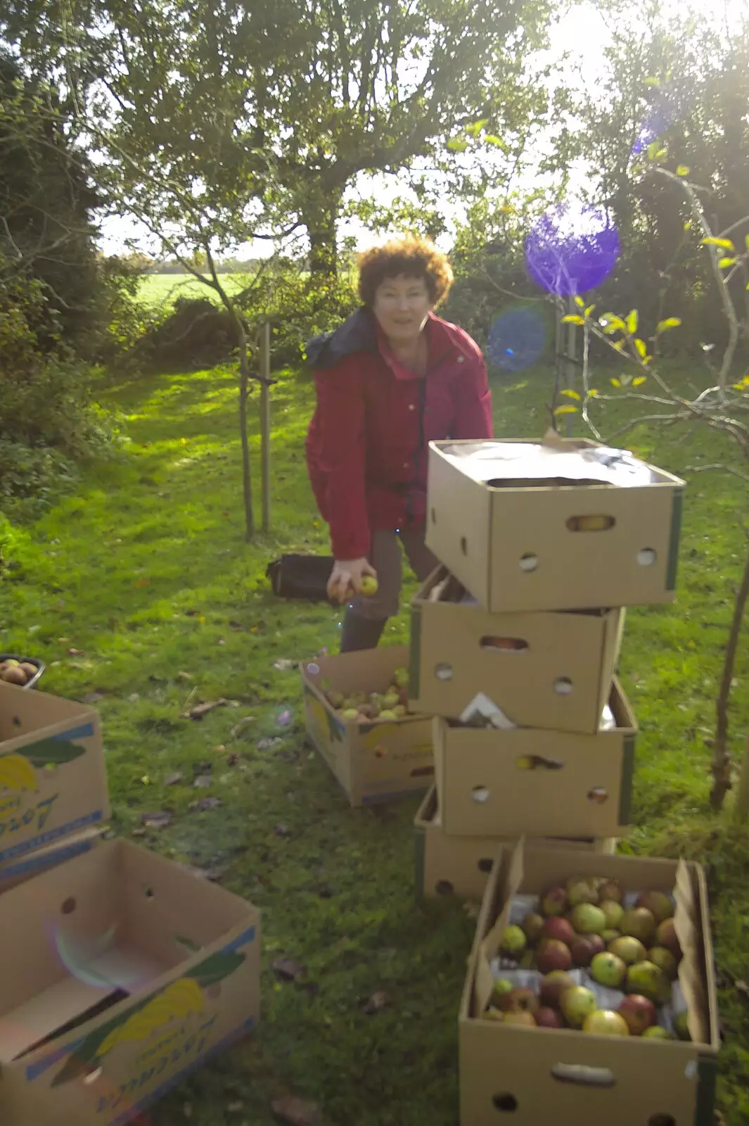 Louise packs up apples, from Bill and Carmen's Post-Wedding Thrash, Yaxley Cherry Tree, Suffolk - 8th November 2008