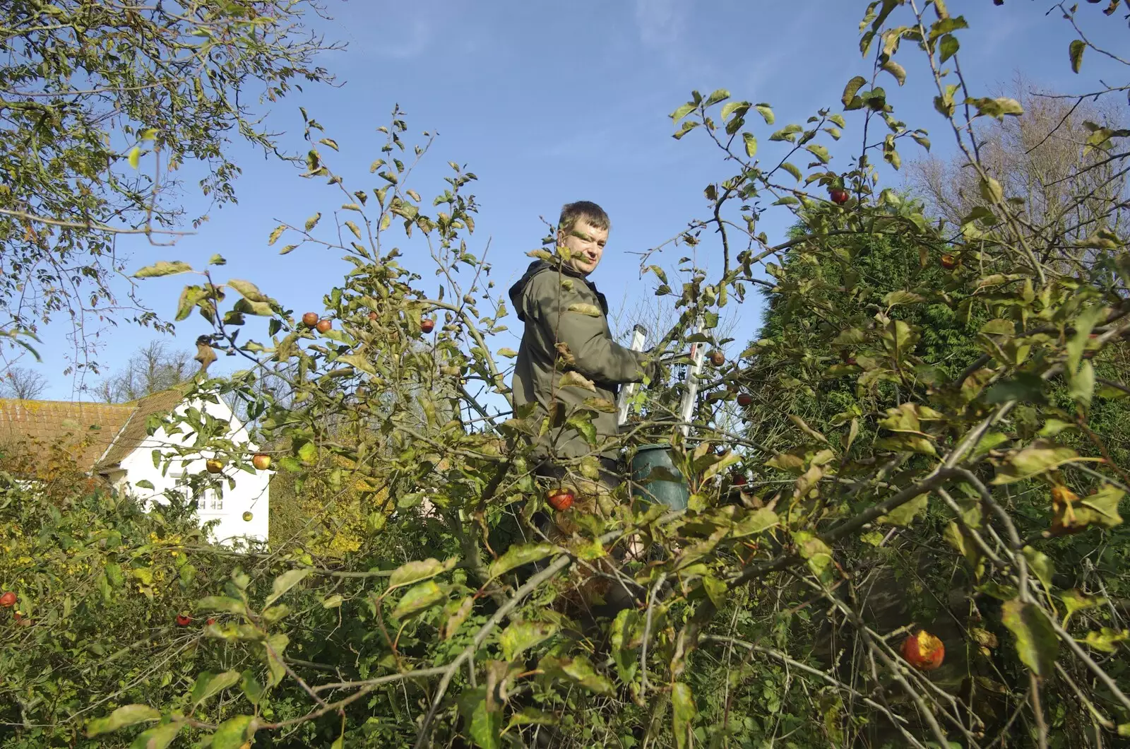 Nosher up a tree, from Bill and Carmen's Post-Wedding Thrash, Yaxley Cherry Tree, Suffolk - 8th November 2008