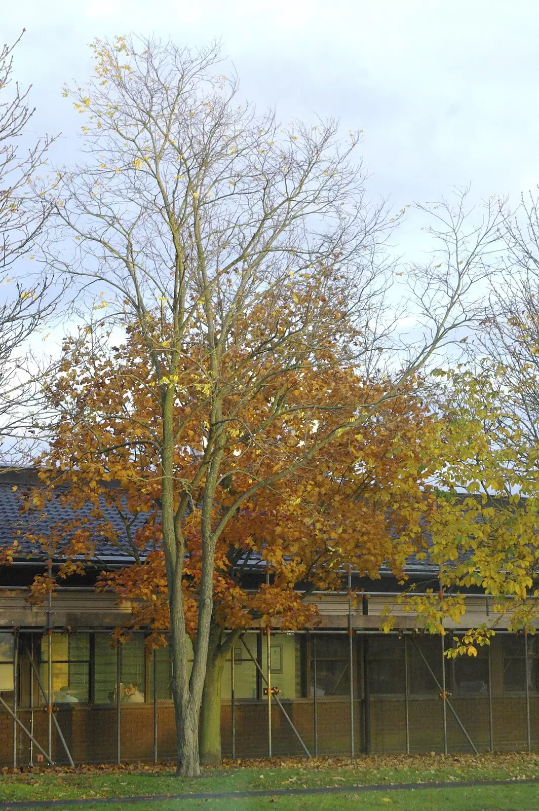 An autumn tree on the Science Park, from The Cambridge Fun Run, Milton Road, Cambridge - 14th November 2008