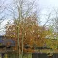 An autumn tree on the Science Park, The Cambridge Fun Run, Milton Road, Cambridge - 14th November 2008