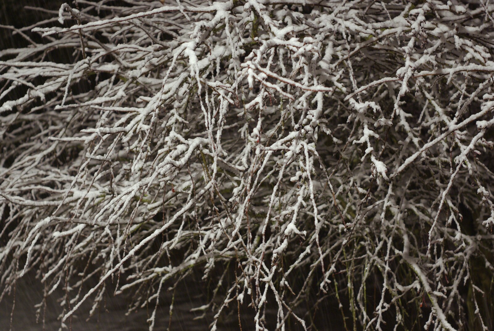 Snow Days, Brome, Suffolk - 22nd November 2008: A snowy tree