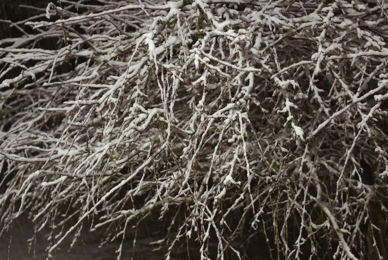 A snowy tree, from Snow Days, Brome, Suffolk - 22nd November 2008