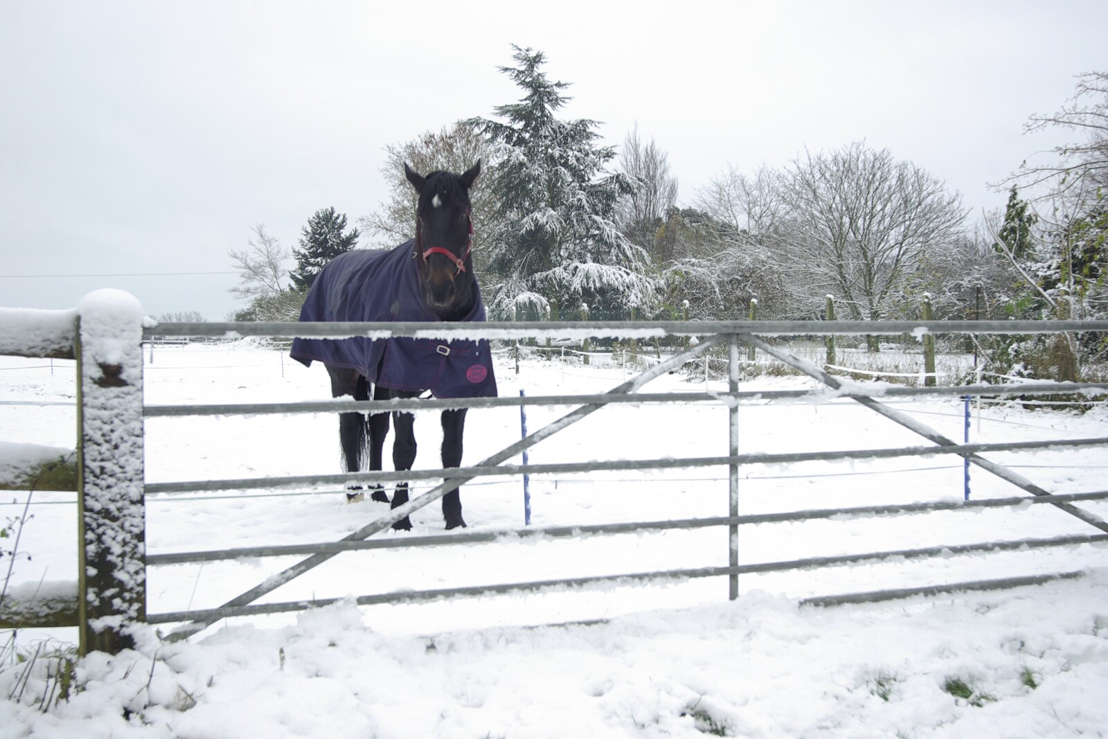 Snow Days, Brome, Suffolk - 22nd November 2008: Chinner behind his gate