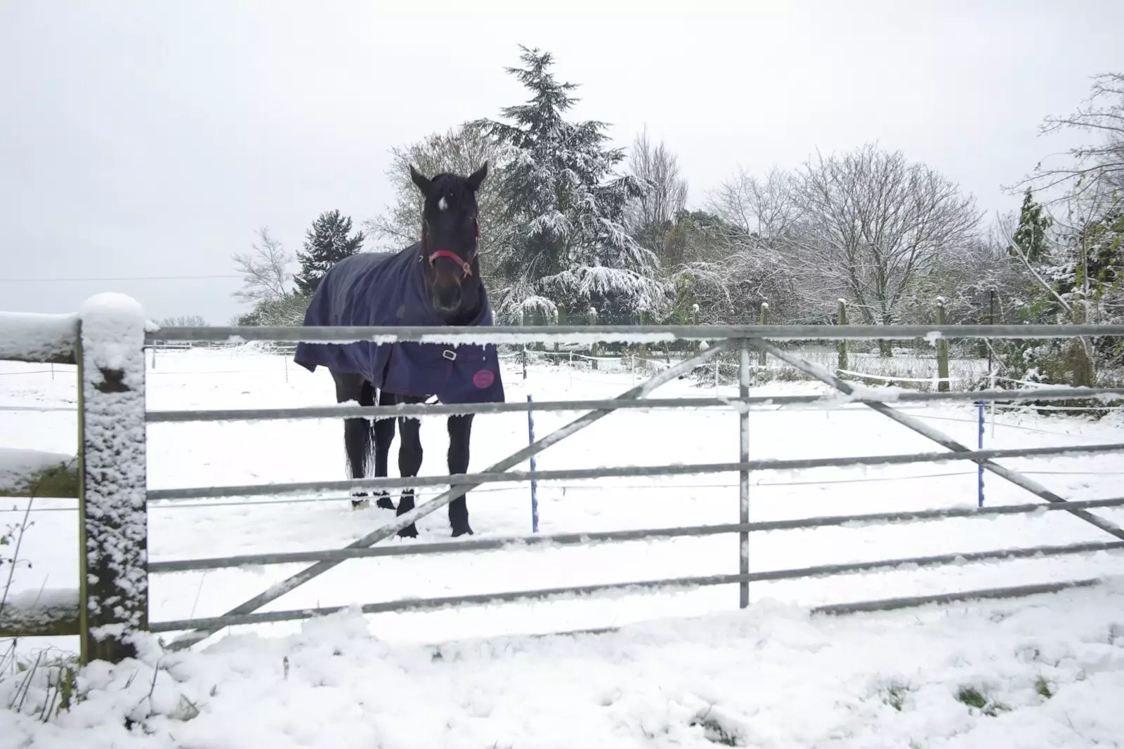 Chinner behind his gate, from Snow Days, Brome, Suffolk - 22nd November 2008