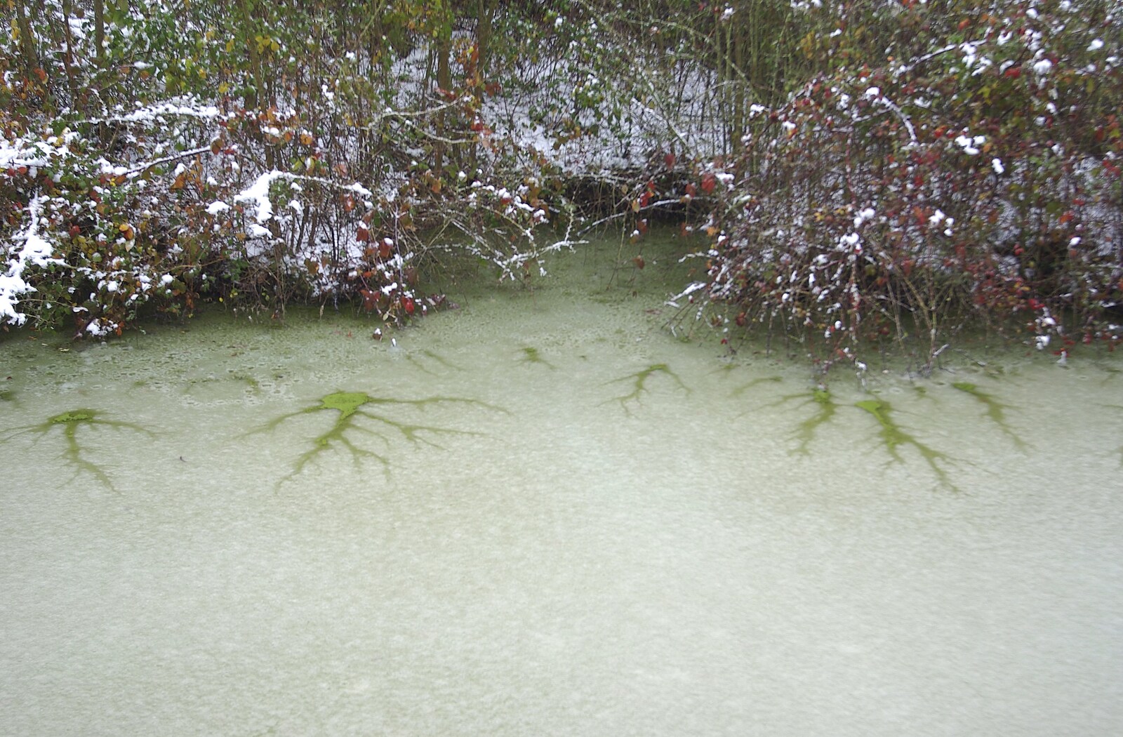 Snow Days, Brome, Suffolk - 22nd November 2008: Strange green formations on a frozen pond