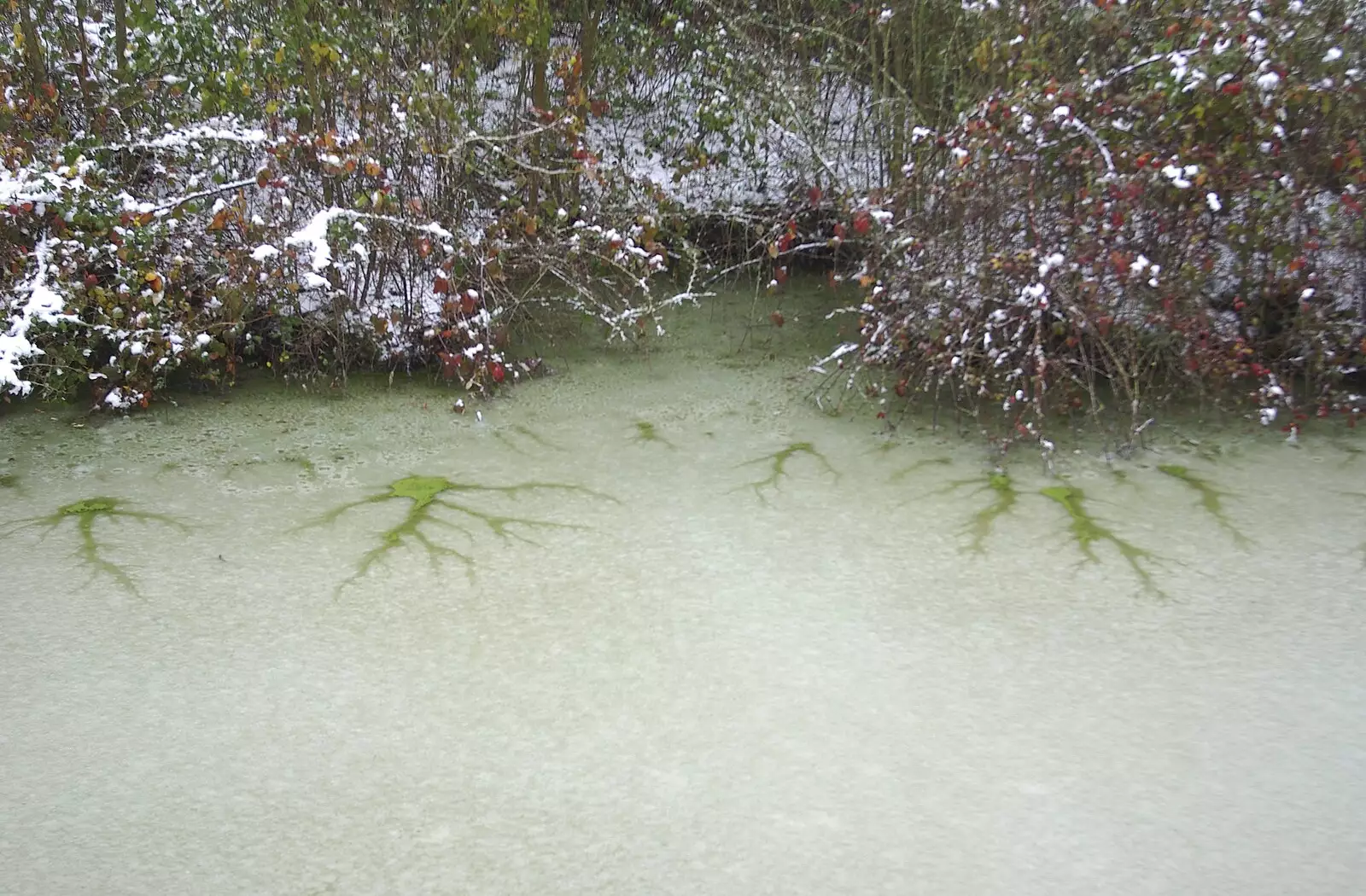 Strange green formations on a frozen pond, from Snow Days, Brome, Suffolk - 22nd November 2008