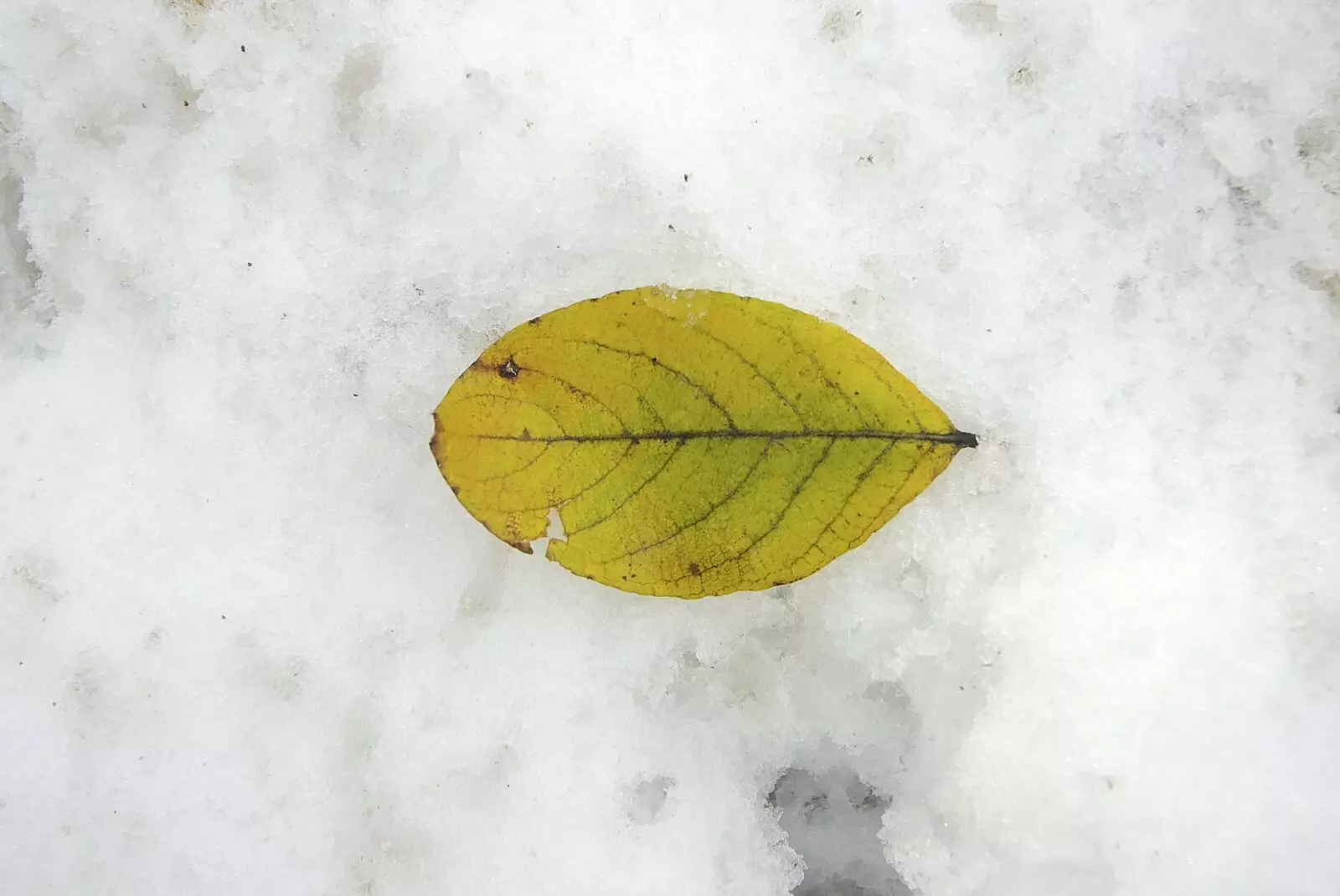 A solitary leaf, from Snow Days, Brome, Suffolk - 22nd November 2008