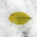 A solitary leaf, Snow Days, Brome, Suffolk - 22nd November 2008