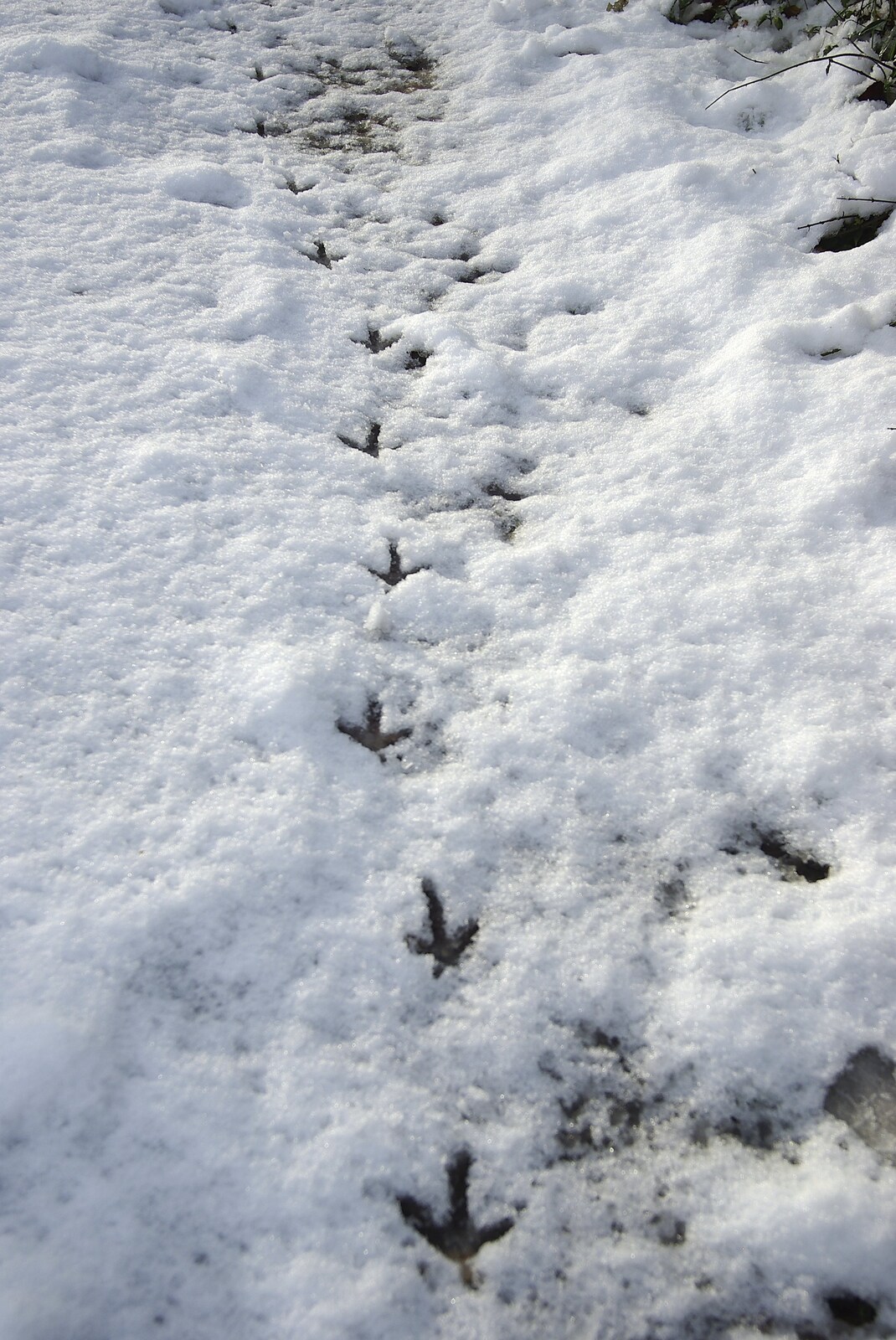 Snow Days, Brome, Suffolk - 22nd November 2008: Pheasant feet