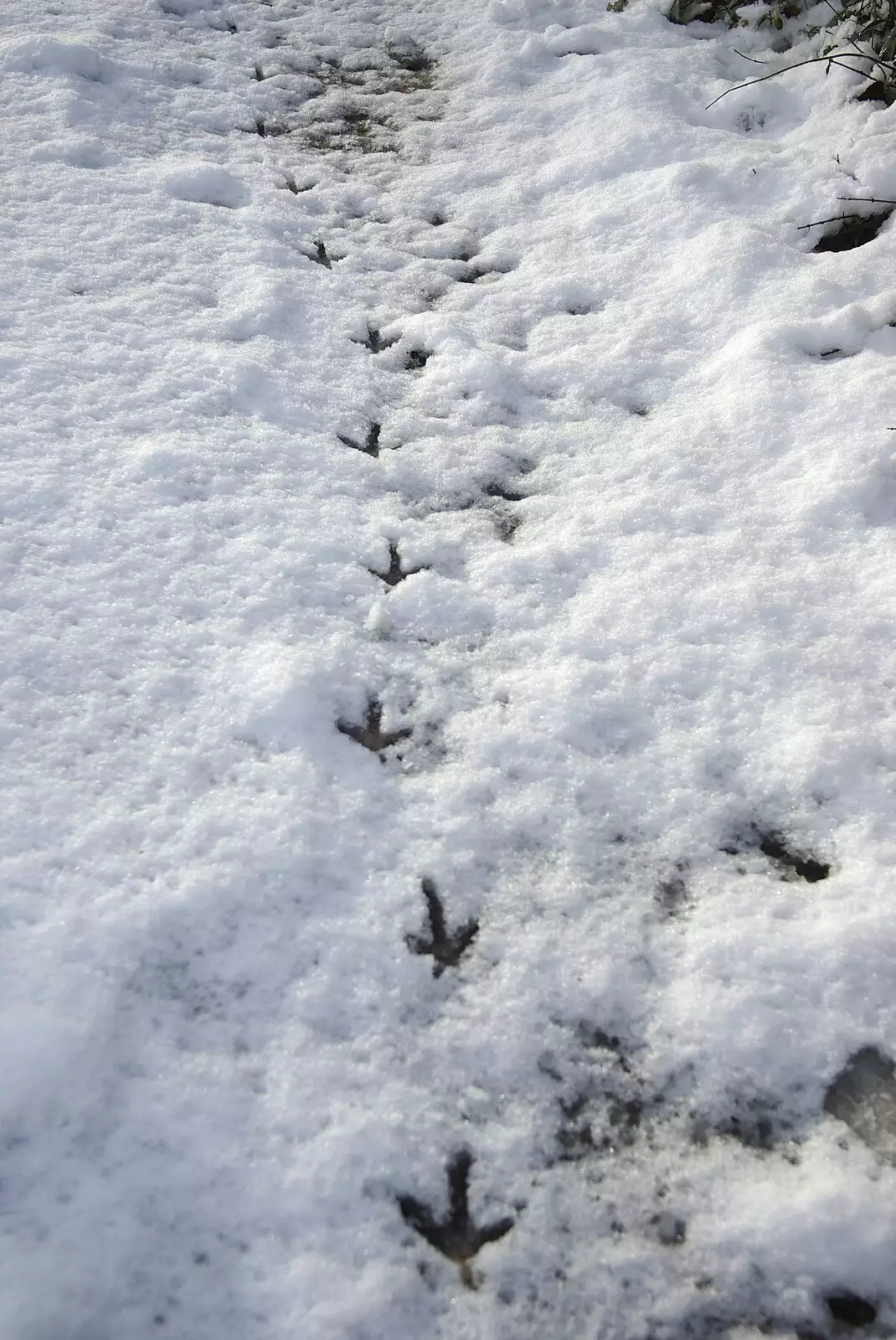 Pheasant feet, from Snow Days, Brome, Suffolk - 22nd November 2008