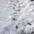 Pheasant feet, Snow Days, Brome, Suffolk - 22nd November 2008