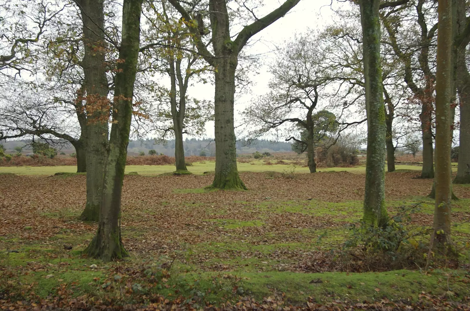 In the New Forest, at Setthorns, from A Walk in the Forest, and Visiting Grandmother, The New Forest, Hampshire - 28th November 2008