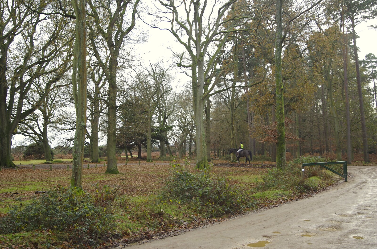 A horse and rider heads off onto a clearing from A Walk in the Forest, and Visiting Grandmother, The New Forest, Hampshire - 28th November 2008