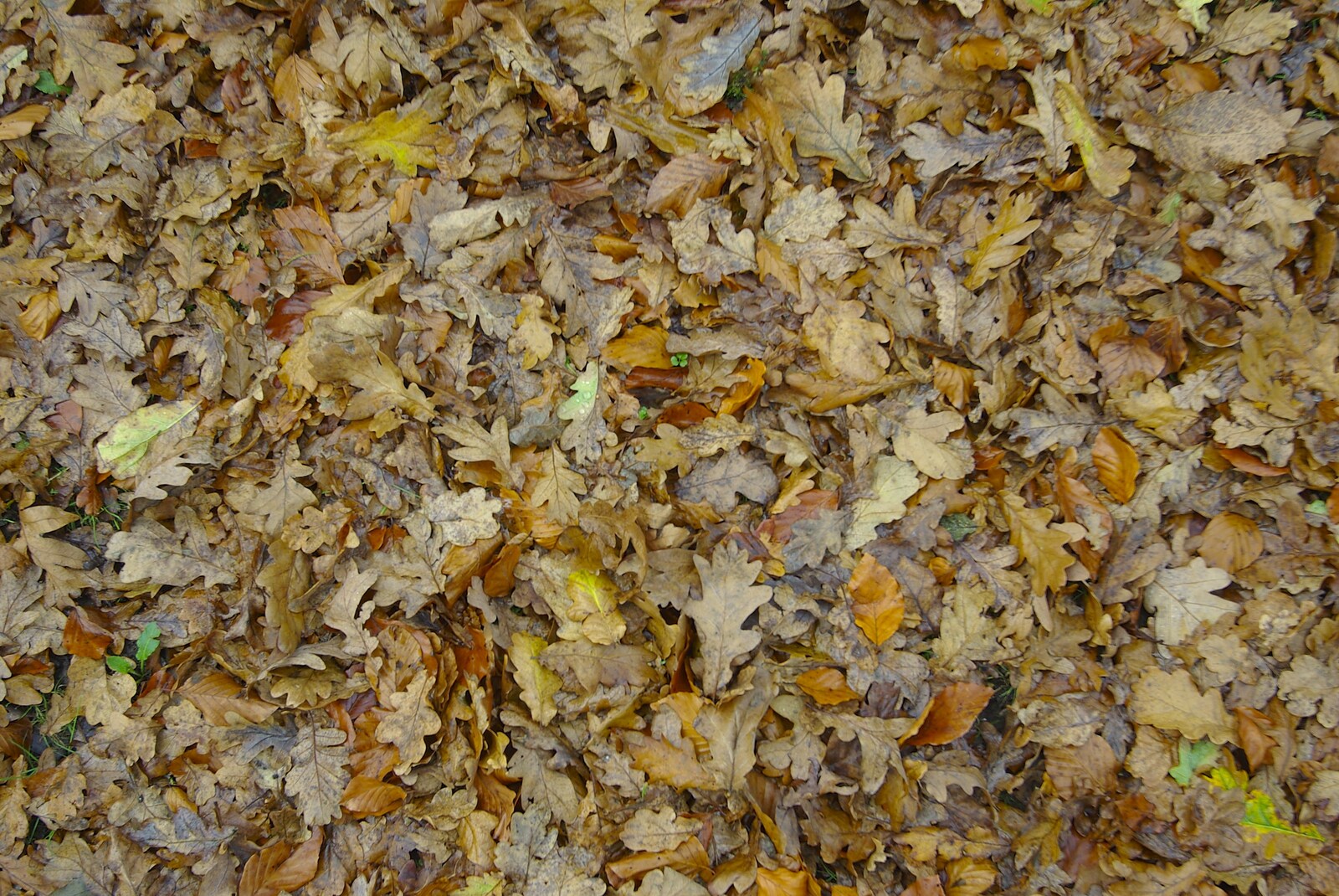 A nice carpet of brown leaves from A Walk in the Forest, and Visiting Grandmother, The New Forest, Hampshire - 28th November 2008
