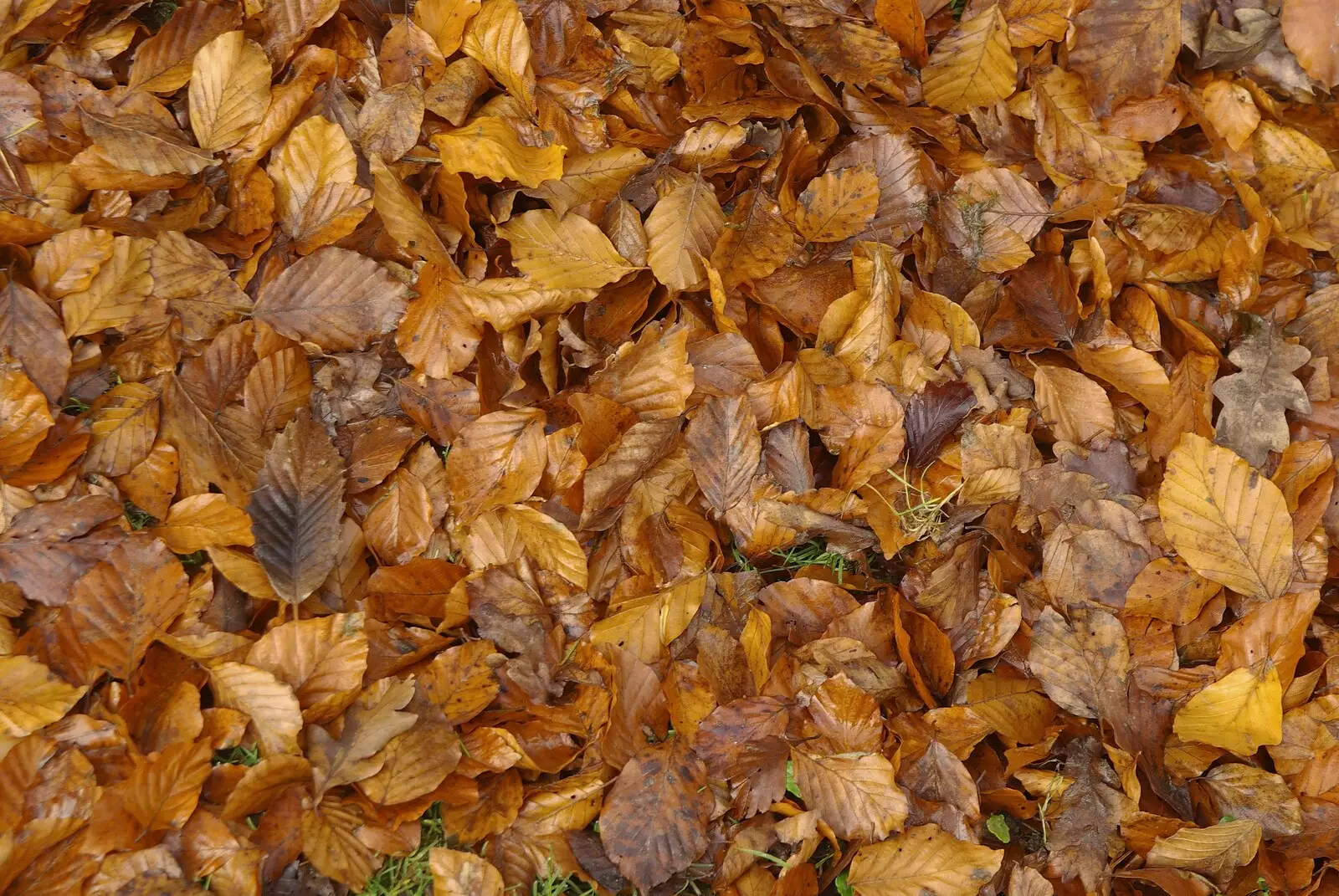 Golden beech leaves, from A Walk in the Forest, and Visiting Grandmother, The New Forest, Hampshire - 28th November 2008
