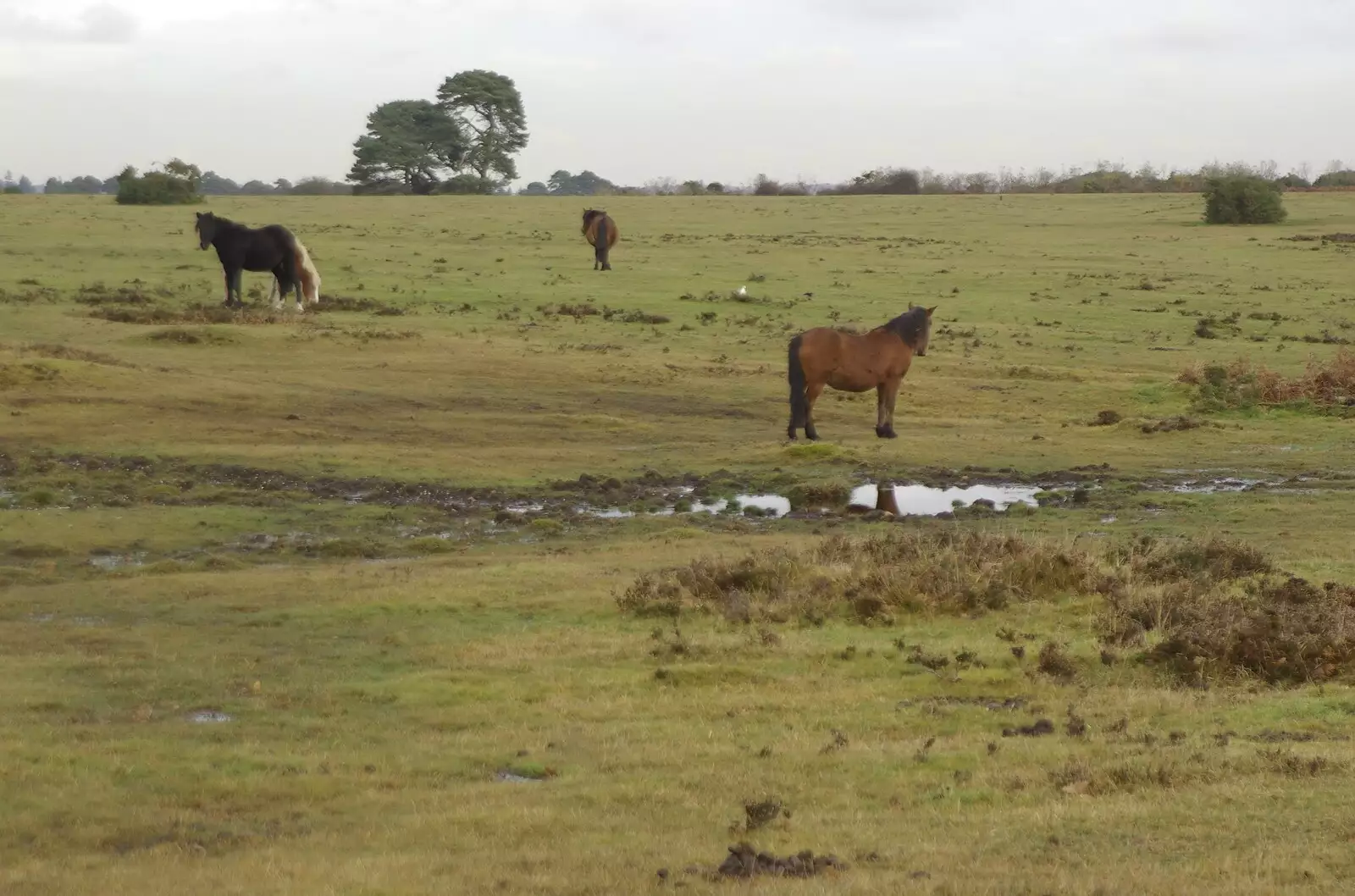 More ponies, from A Walk in the Forest, and Visiting Grandmother, The New Forest, Hampshire - 28th November 2008