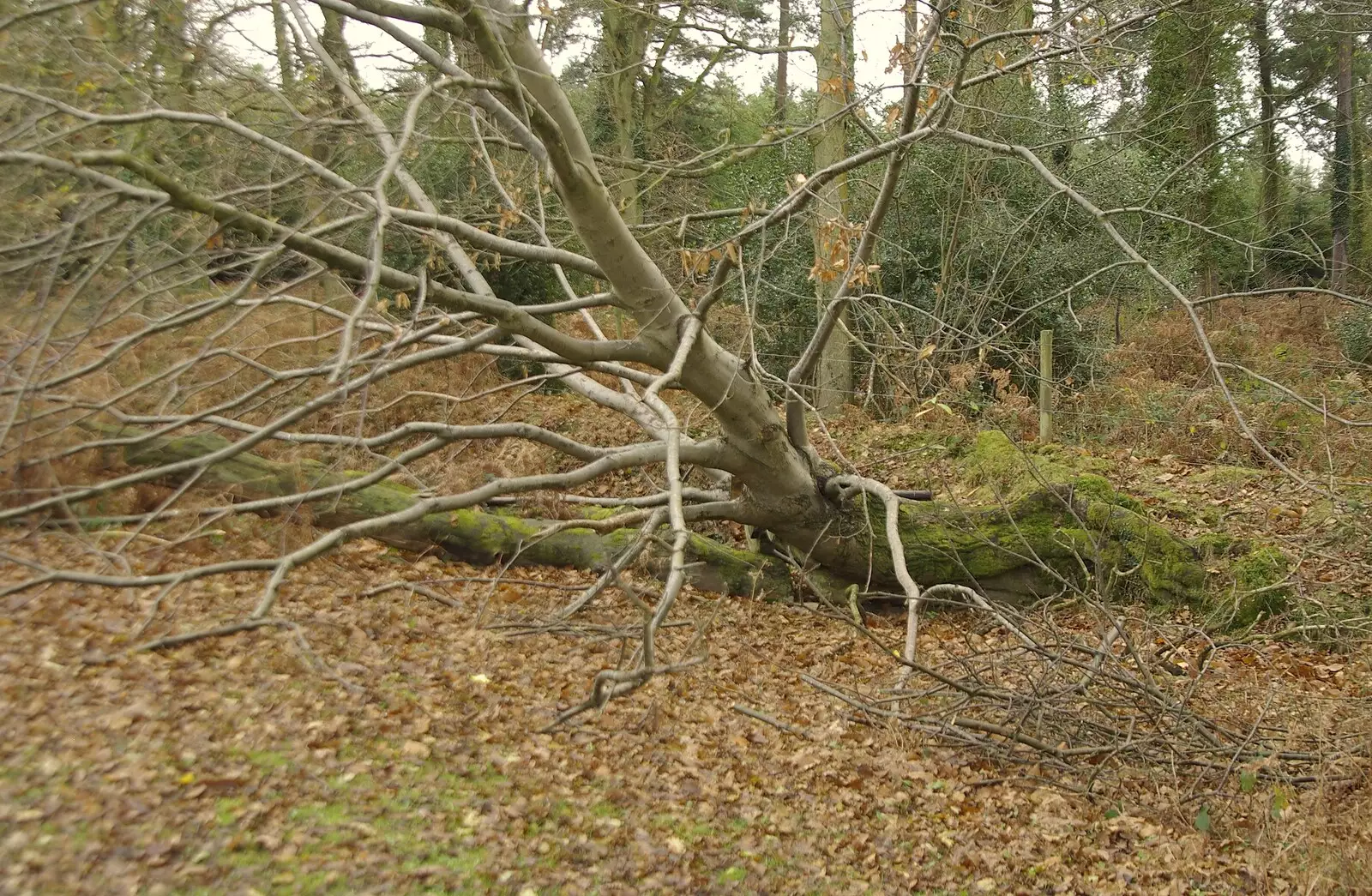 A dead fallen tree, from A Walk in the Forest, and Visiting Grandmother, The New Forest, Hampshire - 28th November 2008