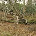 A dead fallen tree, A Walk in the Forest, and Visiting Grandmother, The New Forest, Hampshire - 28th November 2008