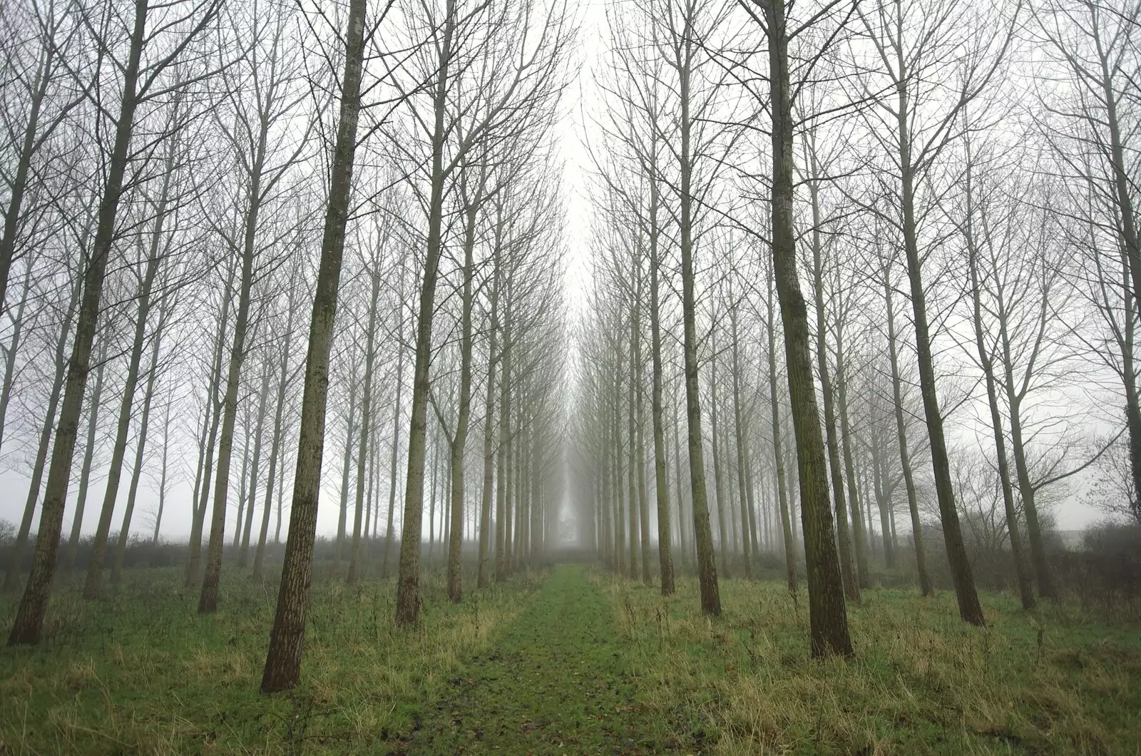 A stand of trees near Finningham, from A Walk in the Forest, and Visiting Grandmother, The New Forest, Hampshire - 28th November 2008