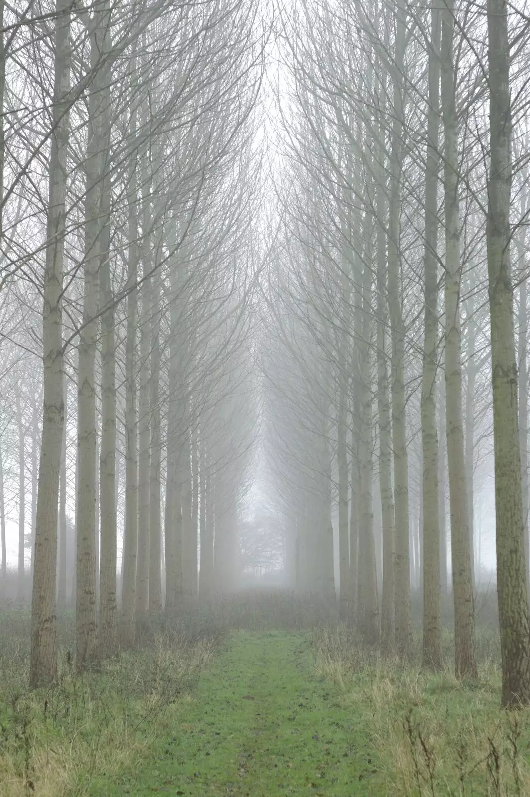 Lines of trees in the mist, from A Walk in the Forest, and Visiting Grandmother, The New Forest, Hampshire - 28th November 2008