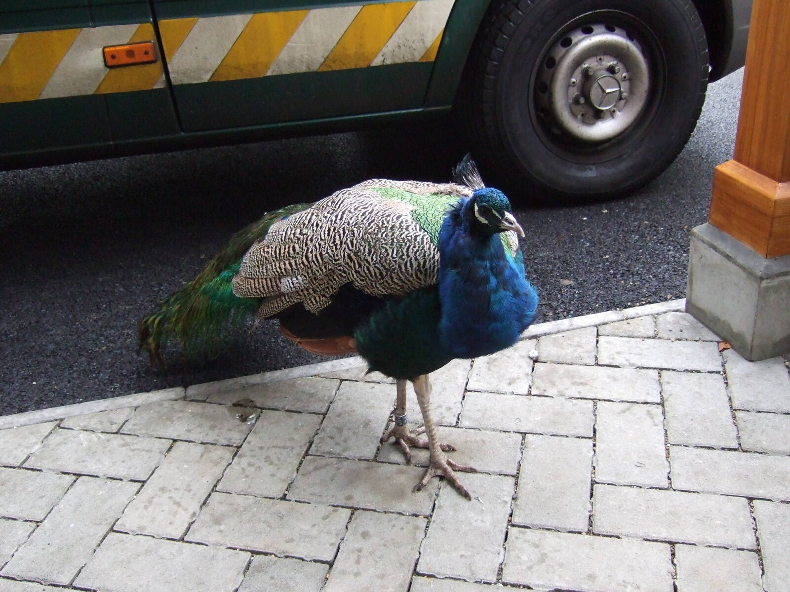 A peacock struts around from Fred in Blackrock, Dublin, Ireland - 6th December 2008