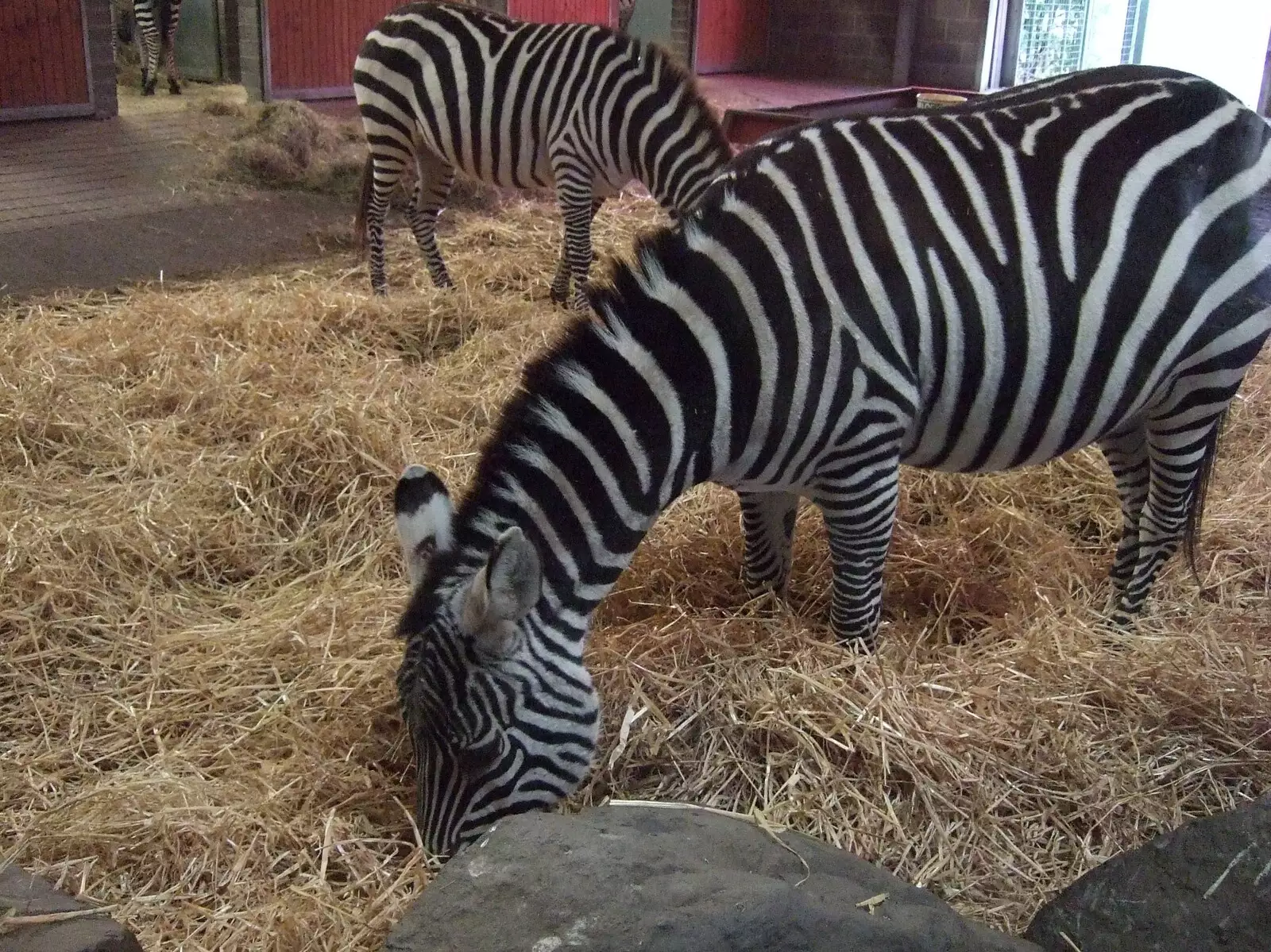 Zebra in Dublin Zoo, from Fred in Blackrock, Dublin, Ireland - 6th December 2008