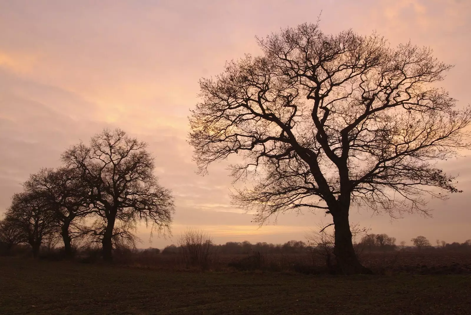 Sunset and trees, between Wetherden and Haughley Green, from Kitchens, Carols and Mill Road Dereliction, Cambridge and Brome, Suffolk - 20th December 2008